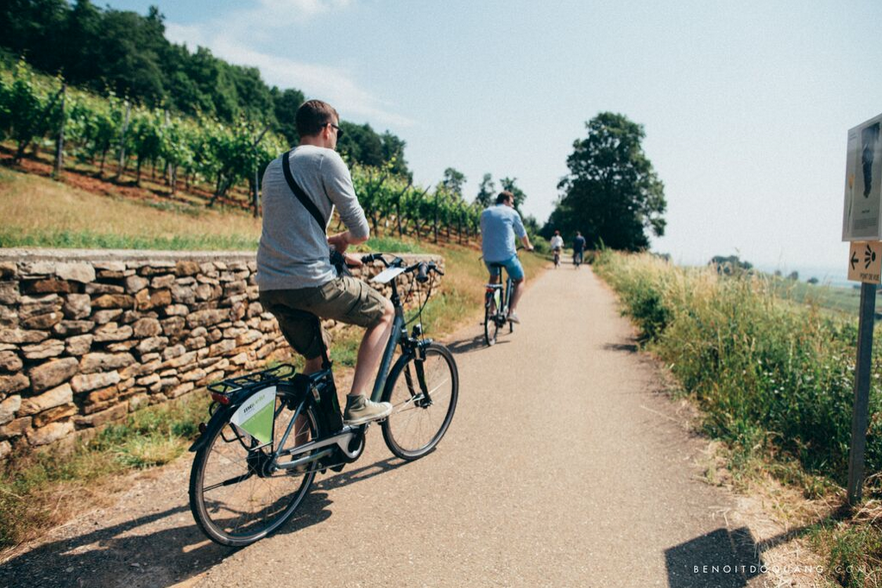Biking in the vineyards