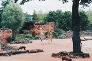 Hannover Adventure Zoo
