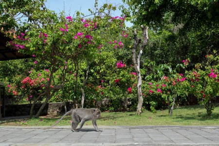Uluwatu Temple Bali