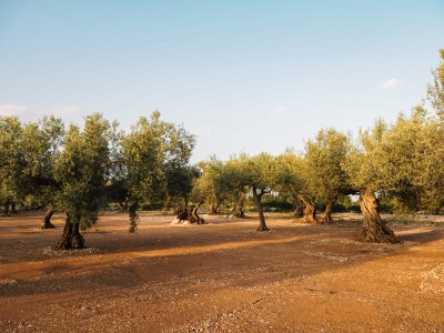 Moli Jordi Castell Pla